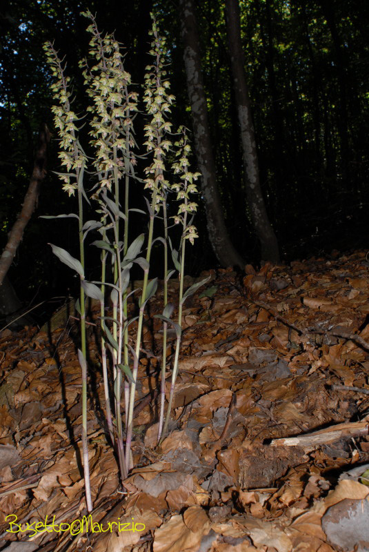 Epipactis purpurata Sm.1828 - scura,chiara(?)